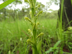 Satyrium volkensii