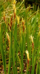 Carex geyeri