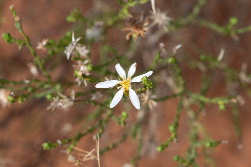 Olearia passerinoides, photograph 2