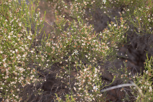 Olearia passerinoides, photograph 3