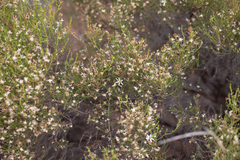 (c) Kym Nicolson, some rights reserved (CC BY) Olearia passerinoides, photograph (c) Kym Nicolson, some rights reserved (CC BY)