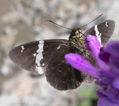 Celaenorrhinus stallingsi