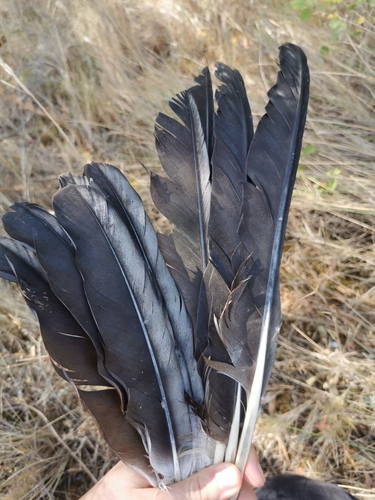 Plume de Cigogne blanche