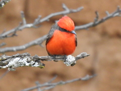 Pyrocephalus rubinus