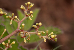 Cyphostemma humile subsp. dolichopus image