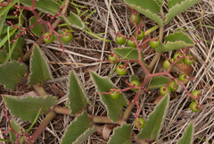 Cyphostemma humile subsp. dolichopus image