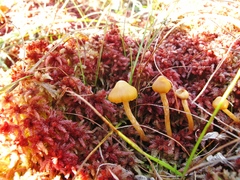 Sphagnum