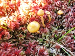 Sphagnum