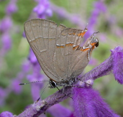 Electrostrymon guzanta
