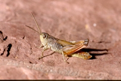 Chorthippus cialancensis