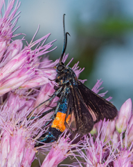 Synanthedon exitiosa