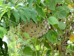 Polybia paulista