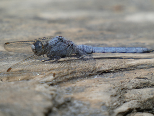 Southern Skimmer