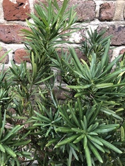 Podocarpus macrophyllus