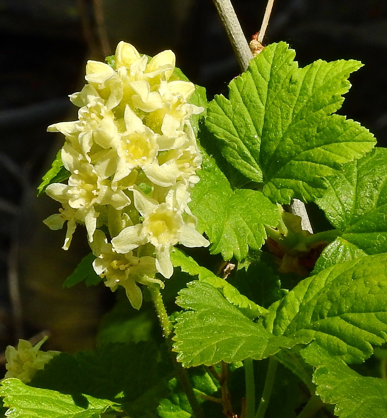 Ribes wolfii