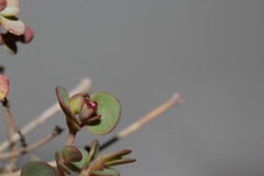 Euphorbia fendleri