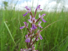 Brachycorythis congoensis