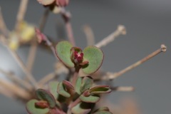 Euphorbia fendleri