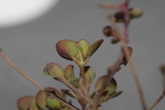 Euphorbia fendleri