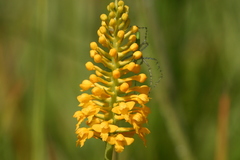 Platanthera integra
