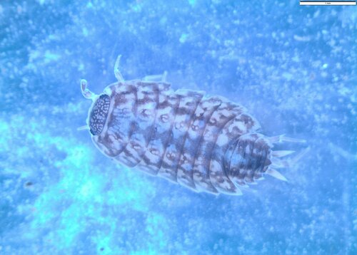 Lepidoniscus pruinosus