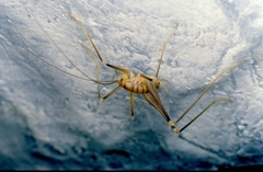 Dolichopoda azami ligustica