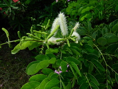 Mimosa caesalpiniifolia