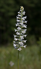Platanthera nivea