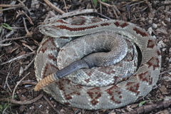 Crotalus tzabcan