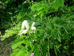 Mimosa caesalpiniifolia