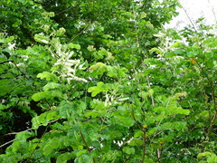 Mimosa caesalpiniifolia