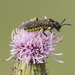 Common Clover-Sawfly - Photo (c) Wolfgang Bacher, some rights reserved (CC BY-NC), uploaded by Wolfgang Bacher