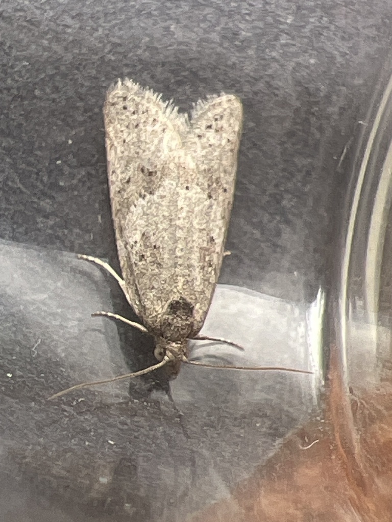 Cereal Tortrix