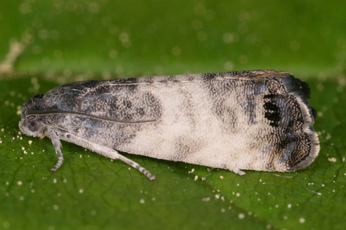 Sallow-shoot Piercer