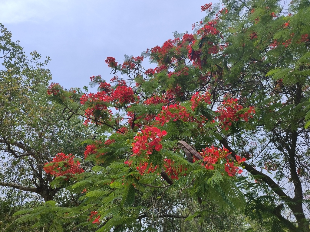 Flamboyant from Deshbandhu College on April 26, 2023 at 01:32 PM by ...