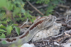 Crotalus tzabcan