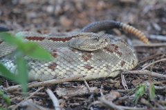 Crotalus tzabcan