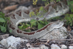 Crotalus tzabcan