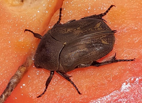 Hoplopyga brasiliensis