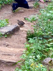 Dendragapus obscurus