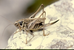 Montana stricta