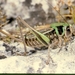 Decticus aprutianus - Photo (c) Roberto Sindaco, some rights reserved (CC BY-NC-SA), uploaded by Roberto Sindaco