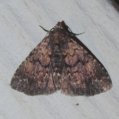 Metalectra miserulata