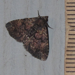 Metalectra miserulata