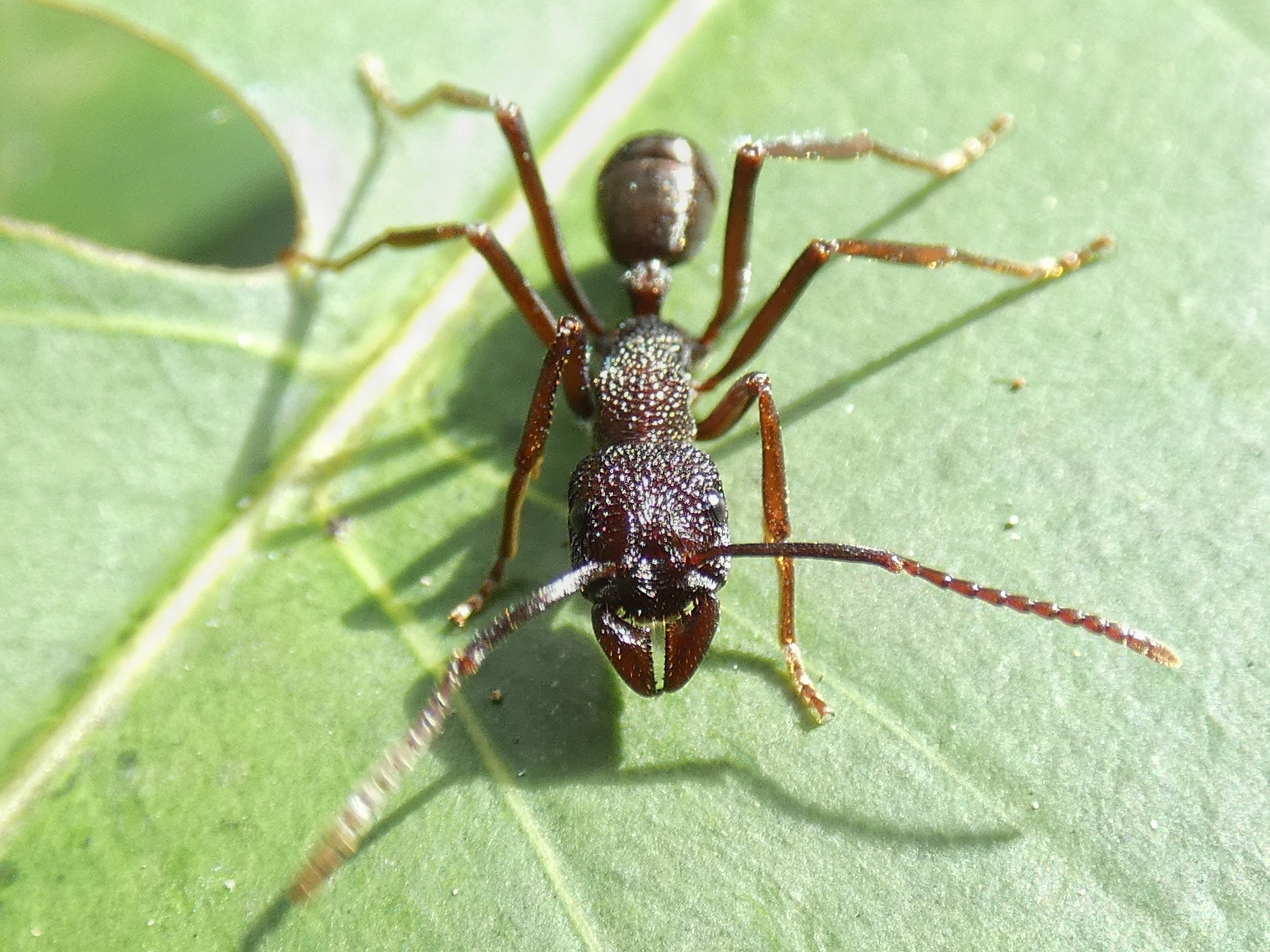 Rhytidoponera spoliata