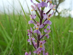 Brachycorythis pubescens