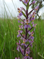 Brachycorythis pubescens