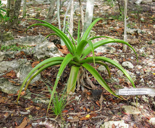 Aloe aldabrensis image