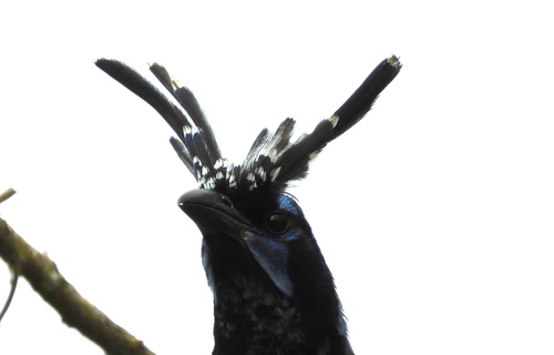 Black-throated Magpie-Jay (Cyanocorax colliei), photo 4