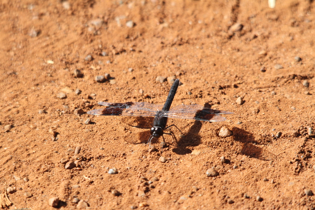 Groundlings Area Southern Banded Groundling from Rietvallei 377-Jr, Pretoria, 0181 ...
